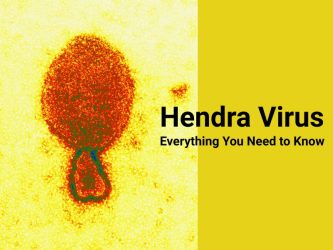 Everything to Know About Hendra virus