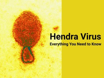 hendra-virus Everything to Know About Hendra virus