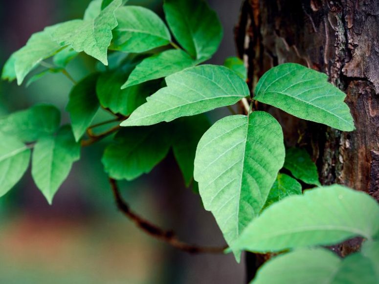 poison-ivy How To Get Rid Of Poison Ivy